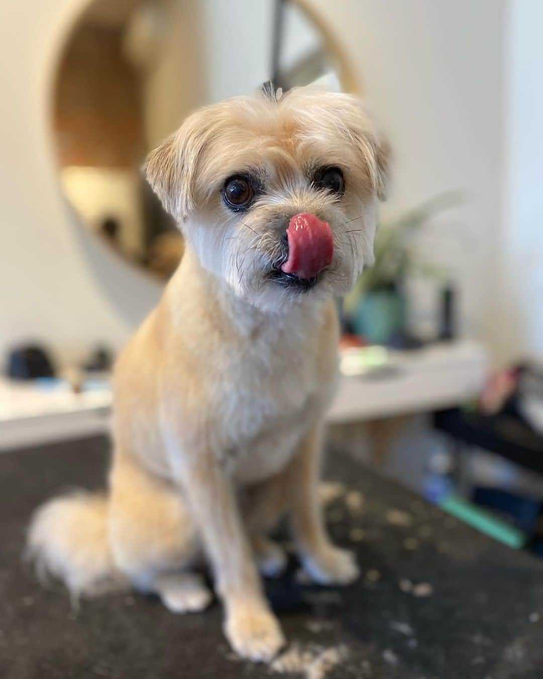Dogs by Ginaのインスタグラム：「New friends Riley and Bentley 🤍」