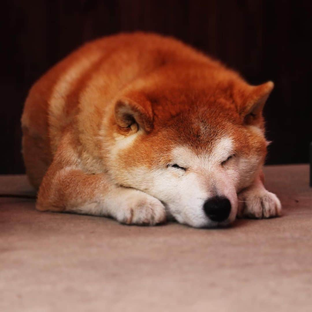 柴犬 たろさんのインスタグラム写真 - (柴犬 たろInstagram)「⚡︎ おじワン🐶🧡今日もイカしてます⚡️ ロックだぜ🪨🔒 ⚡︎ ⚡︎ #shibainu #寝る犬 #三越のライオン #柴犬」4月20日 16時40分 - tarochantarochan