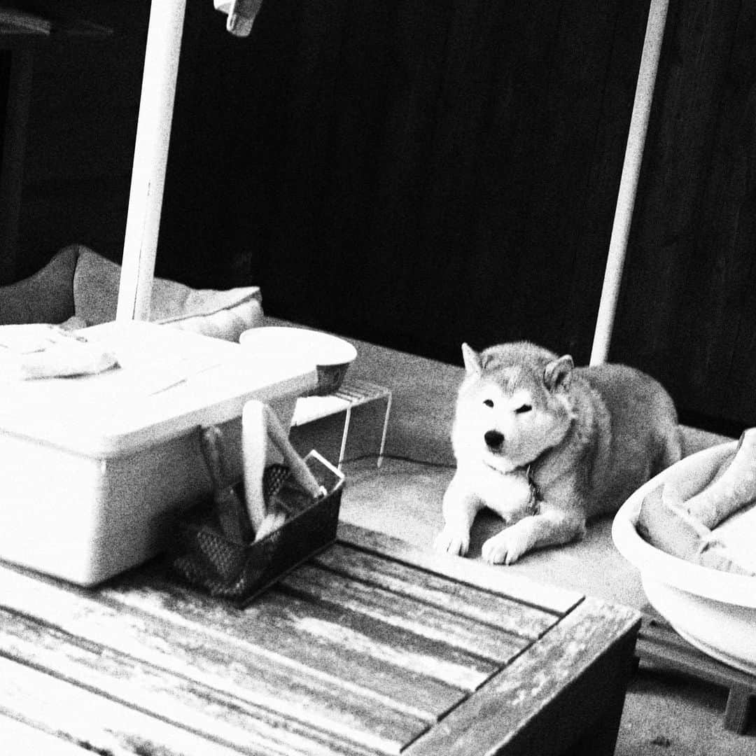 柴犬 たろさんのインスタグラム写真 - (柴犬 たろInstagram)「⚡︎ おじワン🐶🧡今日もイカしてます⚡️ ロックだぜ🪨🔒 ⚡︎ ⚡︎ #shibainu #寝る犬 #三越のライオン #柴犬」4月20日 16時40分 - tarochantarochan