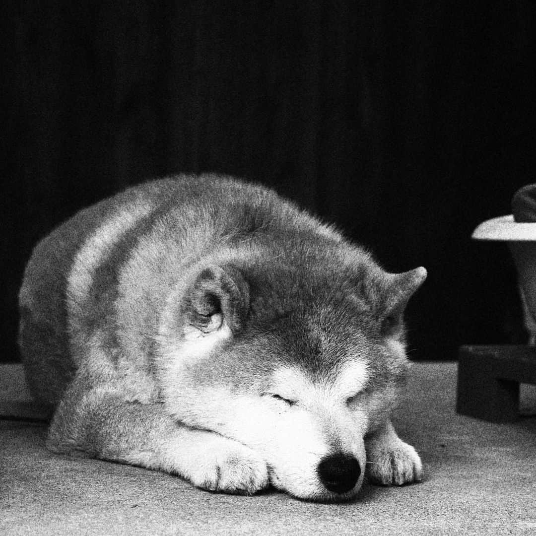 柴犬 たろさんのインスタグラム写真 - (柴犬 たろInstagram)「⚡︎ おじワン🐶🧡今日もイカしてます⚡️ ロックだぜ🪨🔒 ⚡︎ ⚡︎ #shibainu #寝る犬 #三越のライオン #柴犬」4月20日 16時40分 - tarochantarochan