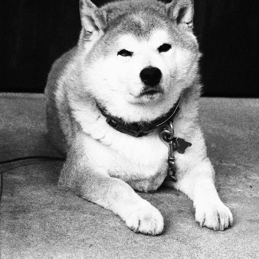 柴犬 たろのインスタグラム：「⚡︎ おじワン🐶🧡今日もイカしてます⚡️ ロックだぜ🪨🔒 ⚡︎ ⚡︎ #shibainu #寝る犬 #三越のライオン #柴犬」