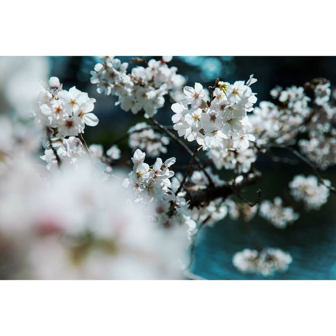 木村華子さんのインスタグラム写真 - (木村華子Instagram)「すっかり季節外れになってしまったけど、先月行った岡崎で撮った桜。 ソメイヨシノの生き物として不自然なところが、歪でとてもいいなぁと思います。  . . .  #spring #cherryblossom #ig_japan #canon #flowers #photooftheday #photo #photography #photoshoot #japan #aichi #okazaki #flowerinstagram #写真 #撮影 #桜 #愛知県 #岡崎 #キヤノン #一眼レフ #春 #お花見 #日常 #生活 #旅 #旅行 #花 #スナップ #フォトグラファー #カメラマン」4月20日 11時21分 - hanako_kimura_days
