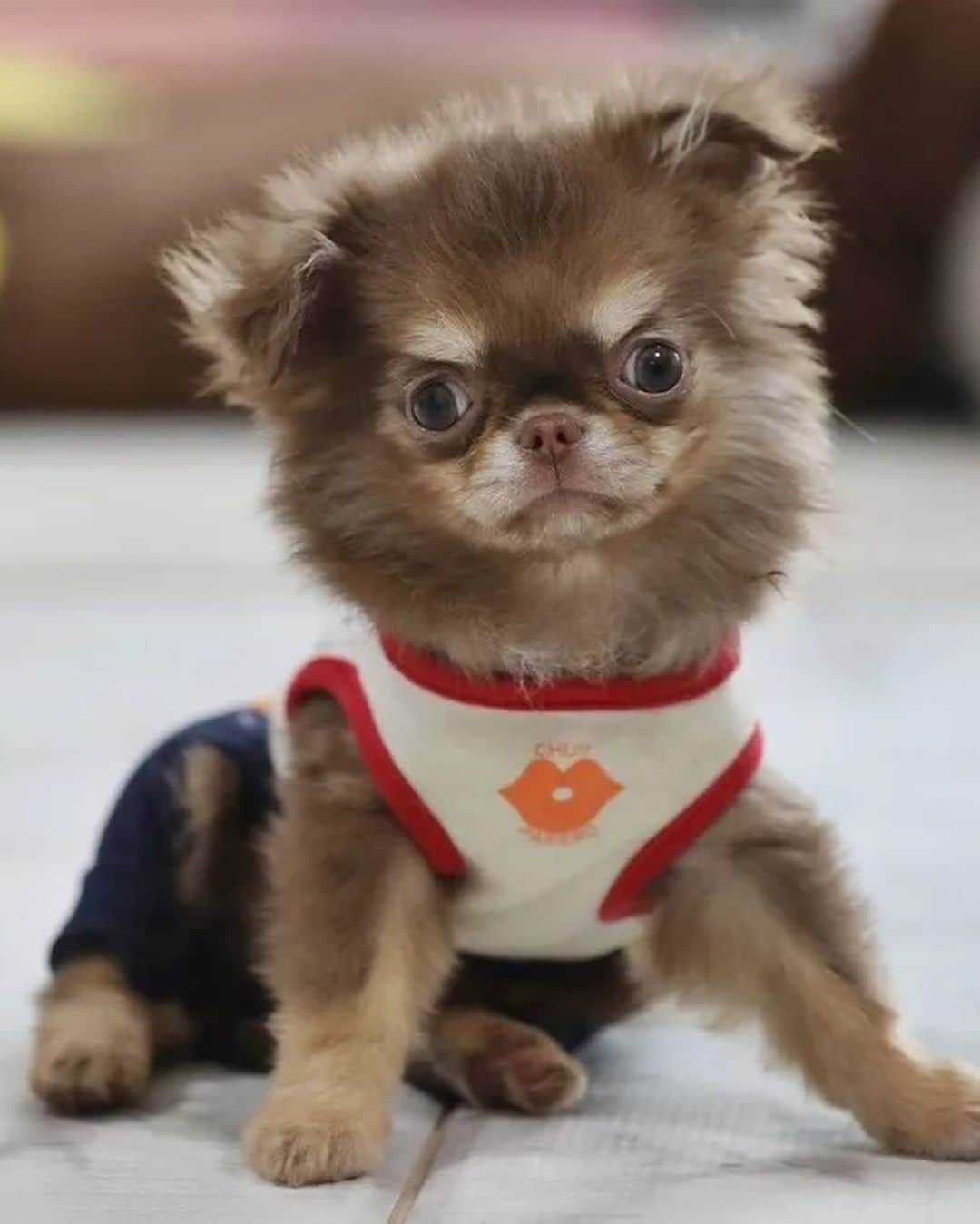 犬小屋??のインスタグラム：「今日のだんな様❤️ 誕生から108日め🐣 初めてロンパース着せてみた！  動きがぎこちないらしくお姉さん達に助けを求めていますが、、、 誰も助けてくれません（笑）  #chihuahua #chihuahuslife  #チワワ #チワワ多頭飼い  #ちわわ大好き  #ちわすたぐらむ  #canon #canon_photos  #チワワパピー #チワワ動画 #だんなすたぐらむ  #キンダーガーテンアミ」