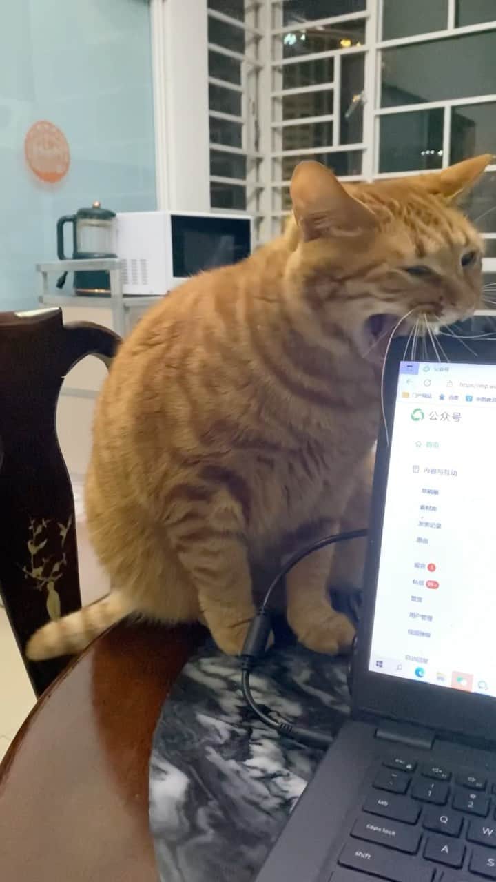 Aww Clubのインスタグラム