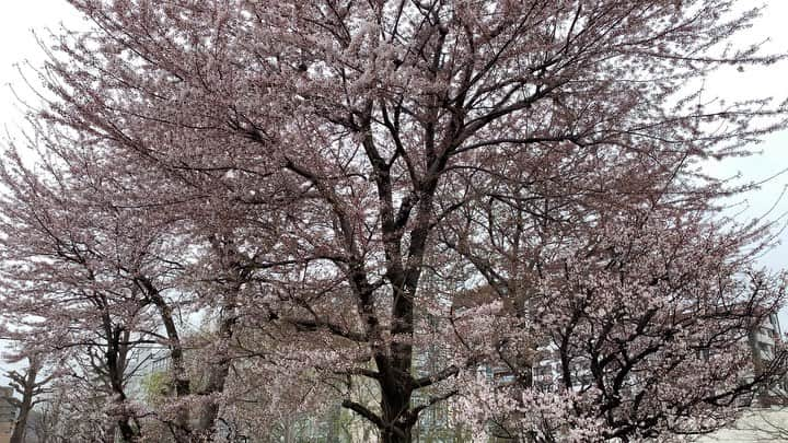 菊地友弘のインスタグラム：「きょうの札幌管区気象台の桜🌸 かなり咲いていました！ 満開まであと一歩というところでしょうか。 あいにくの曇り空ですが、青空だったらもっと綺麗なんだろうなあ〜。 #札幌管区気象台 #桜 #htb #北1条おてんき公園  #イチオシ #菊地友弘」