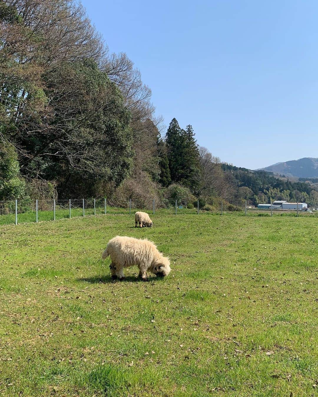 涼川菜月さんのインスタグラム写真 - (涼川菜月Instagram)「🐏 ⁡ ⁡ ⁡ ⁡ ローザンベリー多和田の写真が めっちゃ溜まってる( T . T ) ⁡ ⁡ どこも最高に可愛くて 食べ物も飲み物も美味しかったの ⁡ ⁡ まだ投稿すると思うから お楽しみに🫵🏻笑 ⁡ ⁡ P.S  最後の動画PhoneがXSなのと 加工アプリでガビガビ許して ⁡ ⁡ ⁡ #ローザンベリー多和田 #ひつじのショーン #ひつじのショーンファームガーデン #羊 #sheep #滋賀 #滋賀観光 #羊好きな人と繋がりたい #ヴァレーブラックノーズシープ ⁡ ⁡」4月20日 11時40分 - nachia_p