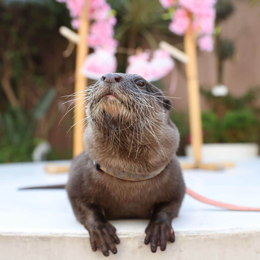 アクアパーク品川さんのインスタグラム写真 - (アクアパーク品川Instagram)「カワウソのミニパフォーマンス🌸 桜を飾ったステージでお届けする、 春のプログラムは4月23日(日)まで🎶  #コツメカワウソ #カワウソ #otter #たいよう #ミニパフォーマンス #アクアパークfriends #お花見 #桜 #春 #NAKEDsakuraaquarium #サクラアクアリウム  #マクセルアクアパーク品川 #MaxellAquaParkShinagawa #アクアパーク #aquapark #アクアパーク品川 #aquaparkshinagawa #水族館 #aquarium #水族館デート #デート #お出かけ #屋内 #屋内遊び場 #東京 #都内 #品川 #駅近 #品川プリンスホテル #品プリ」4月20日 12時00分 - aquapark_official