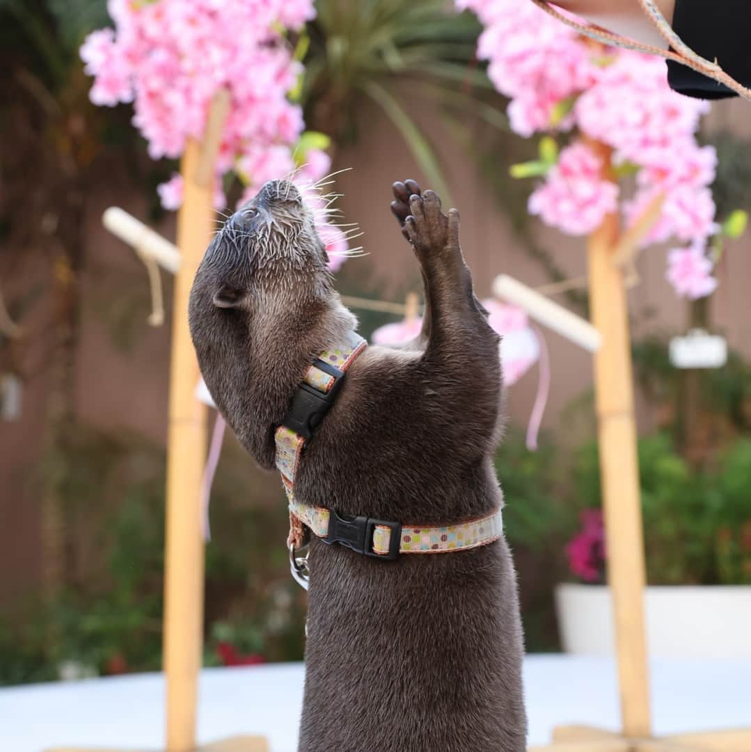 アクアパーク品川さんのインスタグラム写真 - (アクアパーク品川Instagram)「カワウソのミニパフォーマンス🌸 桜を飾ったステージでお届けする、 春のプログラムは4月23日(日)まで🎶  #コツメカワウソ #カワウソ #otter #たいよう #ミニパフォーマンス #アクアパークfriends #お花見 #桜 #春 #NAKEDsakuraaquarium #サクラアクアリウム  #マクセルアクアパーク品川 #MaxellAquaParkShinagawa #アクアパーク #aquapark #アクアパーク品川 #aquaparkshinagawa #水族館 #aquarium #水族館デート #デート #お出かけ #屋内 #屋内遊び場 #東京 #都内 #品川 #駅近 #品川プリンスホテル #品プリ」4月20日 12時00分 - aquapark_official