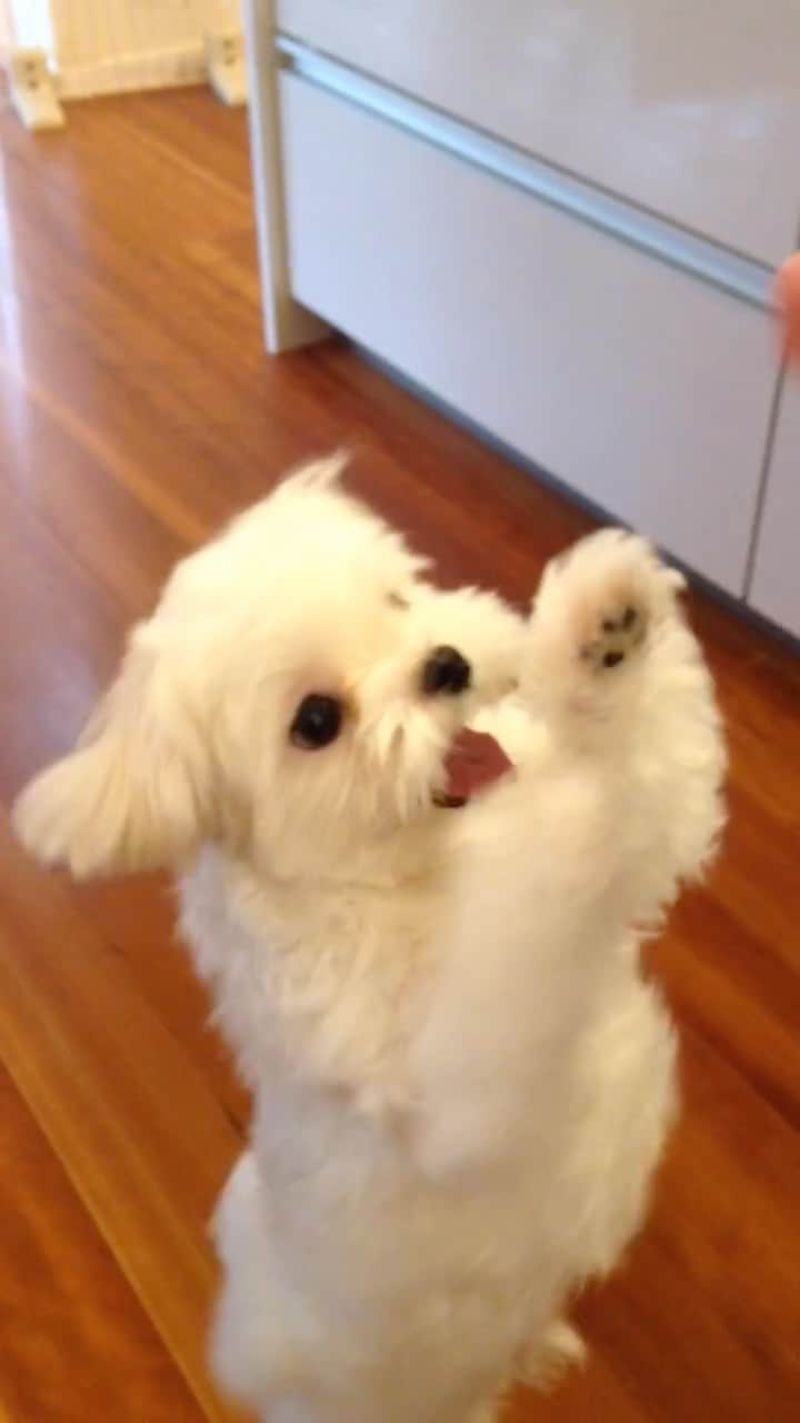 マルチーズ兄妹♡おかゆとおもちのインスタグラム：「…おかゆメモリー②🐶 もうすぐ8才🎂 . . おかゆ1才の頃🐶 大好物のバナナ🍌に夢中😋 嬉しそうな顔してる💕 この顔からは頑固オヤジ犬になるとは想像もできなかった🤣 . . .  #思い出   #memory   #ハイファイブ  . .  . #maltese #maltesepuppy #malteselovers #malteselife  #puppy #puppyoftheday #puppylife  #パピー #子犬 #子犬のいる暮らし #こいぬ #こいぬのいる暮らし #okayusan  #エブリドッグ #こいぬすたぐらむ #PECO #happydog #dogstagram #doglover #doglife  #マルチーズ #マルチーズパピー #マルチーズインスタグラ . .」