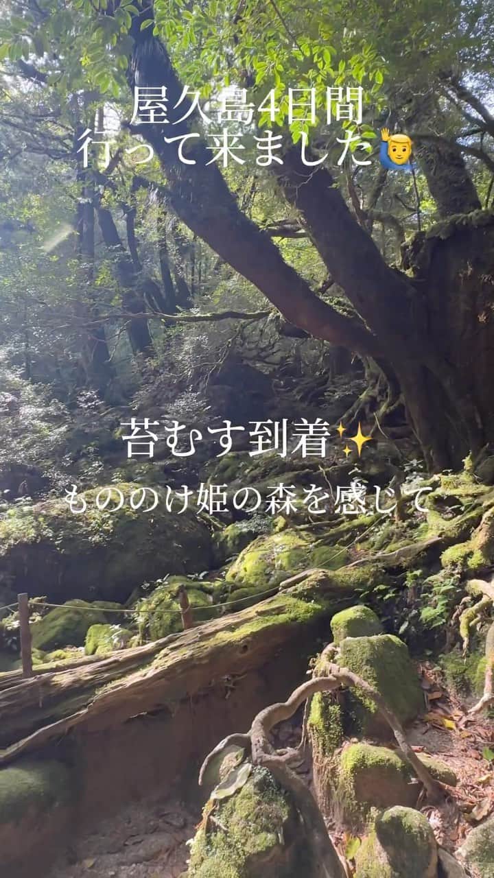 前原穂高のインスタグラム：「月曜日から屋久島セミナー4日間行かせて頂いてました🙇‍♂️ 毎年この時期に行っていますが、天気にも恵まれて 今年もとても学びになり、よき内省の時間を過ごさせていただきました✨  また来年も来れると良いな〜  これから東京戻ります🙆‍♂️  #何度も屋久島来てるけどまだ縄文杉は見たことない」