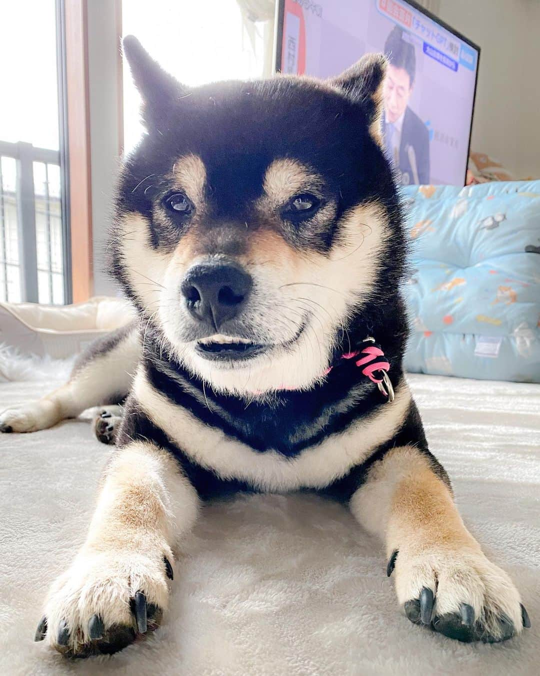 BlackRed shibasのインスタグラム：「Handsome. Yamato. . . . #2023yamato #柴犬 #shiba #shibainu #dog #rescuedog #rupinasu卒業犬 #rupinasu  #黒柴犬 #cute #元保護犬 #rescuedogs #japan #japandog #元保護犬今は過保護」