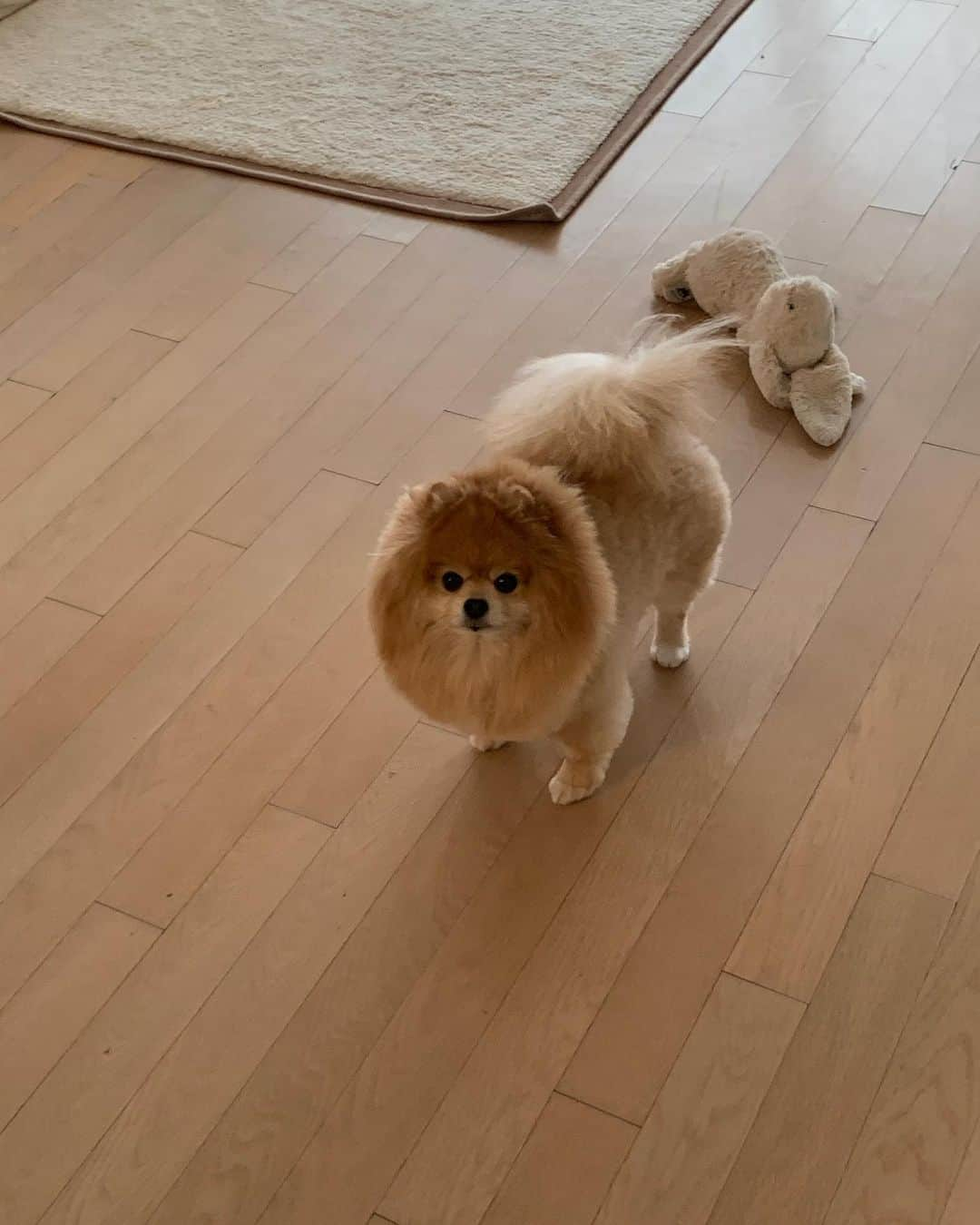 ハヌルさんのインスタグラム写真 - (ハヌルInstagram)「저희집에 사자 한마리가있어요🦁 봄맞이 뽀롱이 머리잘랐는데 ㅋㅋㅋ 근엄뽀롱 사자가 됐구만 #라이언컷」4月20日 13時02分 - haneulina