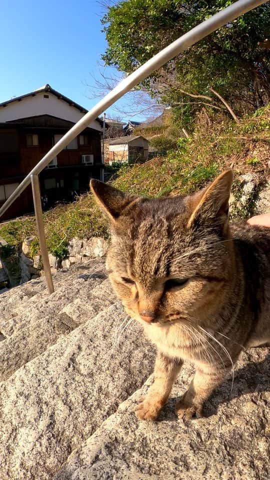 感動猫動画のインスタグラム：「神社の階段で出会った野良猫がかわい過ぎる」