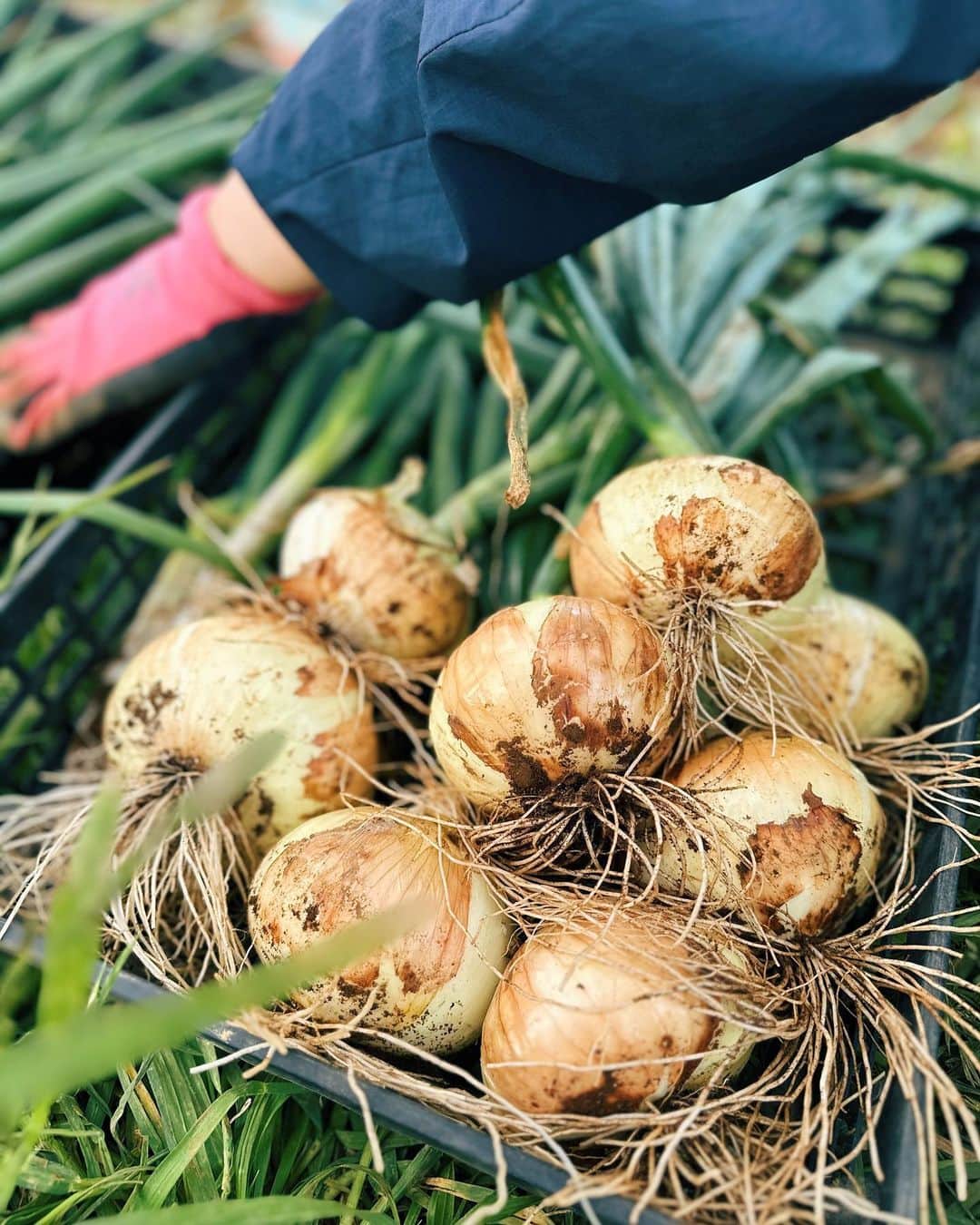 忍舞のインスタグラム：「夏野菜植えました。  茄子🍆 ミニトマト🍅 ししとう ピーマン🫑 きゅうり🥒  少ししたらスイカとモロヘイヤの予定  初めて息子なしで畑は 集中して それはそれで楽しく畑ができました。  土を触ってると心が楽になる クワで耕してるとストレス発散w  2枚目はマリーゴールド 虫除けのために。  時には面倒な時もあるけど 行くとやっぱり 楽しいし 心が気持ちいい  モヤモヤしてた気持ちがスッとするのがすき。  芽が出て大きくなってるのを見るのが可愛いw  そんなこんなで 3年目の夏野菜たのしみです☀️  #農業 #畑仕事 #夏野菜 #有機野菜 #無除草剤 #農薬不使用」