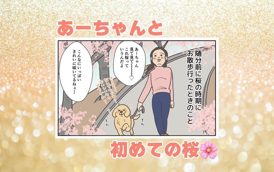 餅付きなこのインスタグラム：「このところ忙しく、桜の季節の漫画をアップするのがこんなに遅くなってしまいました🙇‍♀️  アイビーのお散歩道の桜はもうすっかり終わってしまいましたが、今はツツジがとっても綺麗です♡  #漫画 #イラスト #犬漫画 #絵日記 #エッセイ漫画 #コミックエッセイ#マンガ #日常漫画 #ゴールデンレトリバー #goldenretriever #ゴールデンレトリーバー #犬と生活 #4コマ漫画 #犬 #dog #dogstagram #instadog #わんこ #ふわもこ部 #いぬ #ilovemydog #いぬのきもち #大型犬 #大型犬のいる生活 #まめとアーティ #餅付きなこ #おさんぽですし！」