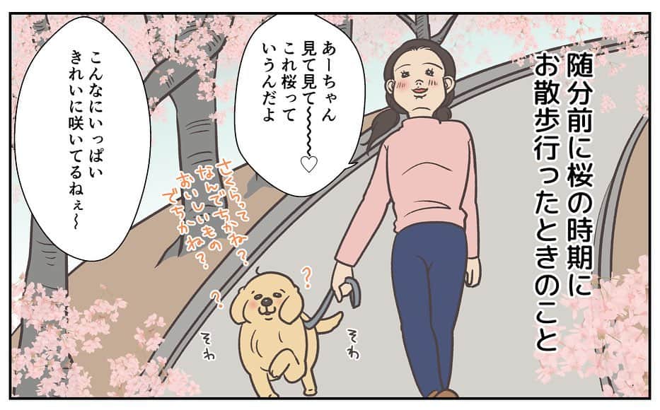 餅付きなこさんのインスタグラム写真 - (餅付きなこInstagram)「このところ忙しく、桜の季節の漫画をアップするのがこんなに遅くなってしまいました🙇‍♀️  アイビーのお散歩道の桜はもうすっかり終わってしまいましたが、今はツツジがとっても綺麗です♡  #漫画 #イラスト #犬漫画 #絵日記 #エッセイ漫画 #コミックエッセイ#マンガ #日常漫画 #ゴールデンレトリバー #goldenretriever #ゴールデンレトリーバー #犬と生活 #4コマ漫画 #犬 #dog #dogstagram #instadog #わんこ #ふわもこ部 #いぬ #ilovemydog #いぬのきもち #大型犬 #大型犬のいる生活 #まめとアーティ #餅付きなこ #おさんぽですし！」4月20日 13時31分 - kinakomochitsuki