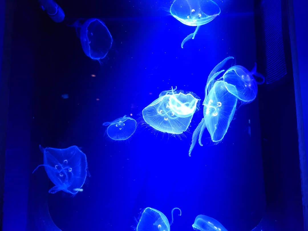Shihoのインスタグラム：「クラゲ見たい気分。  #jellyfish #海月 #くらげ #クラゲ #sea #ふわふわ #ゆらゆら #floating #浮遊 #水族館 #singerslife」