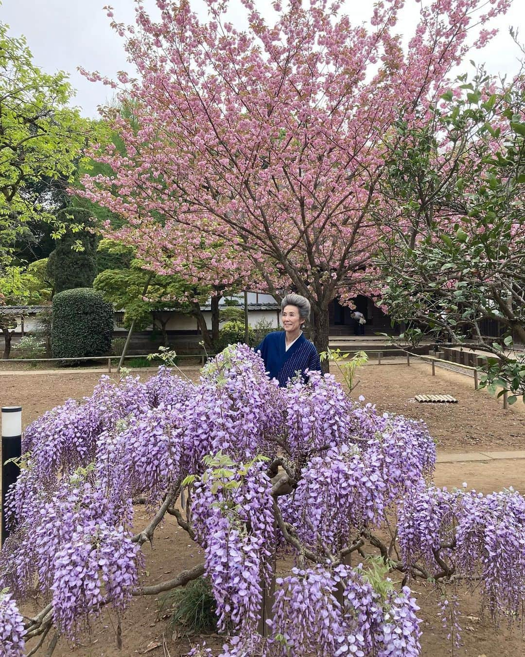 萬田久子のインスタグラム：「桜と藤のサンドイッチグランマ🤭  東海テレビ『スイッチ』 明日4月21日(金) 9時50分〜11時15分 生放送に出演予定♪ 名古屋へ参ります🚅 東海地区の皆様 是非ご覧下さいませ❣️  @thk_switch   #東海テレビ #スイッチ生放送  #土ドラ  #グランマ  #名古屋へ  #桜🌸  #藤  #萬田久子 #HISAKOMANDA」