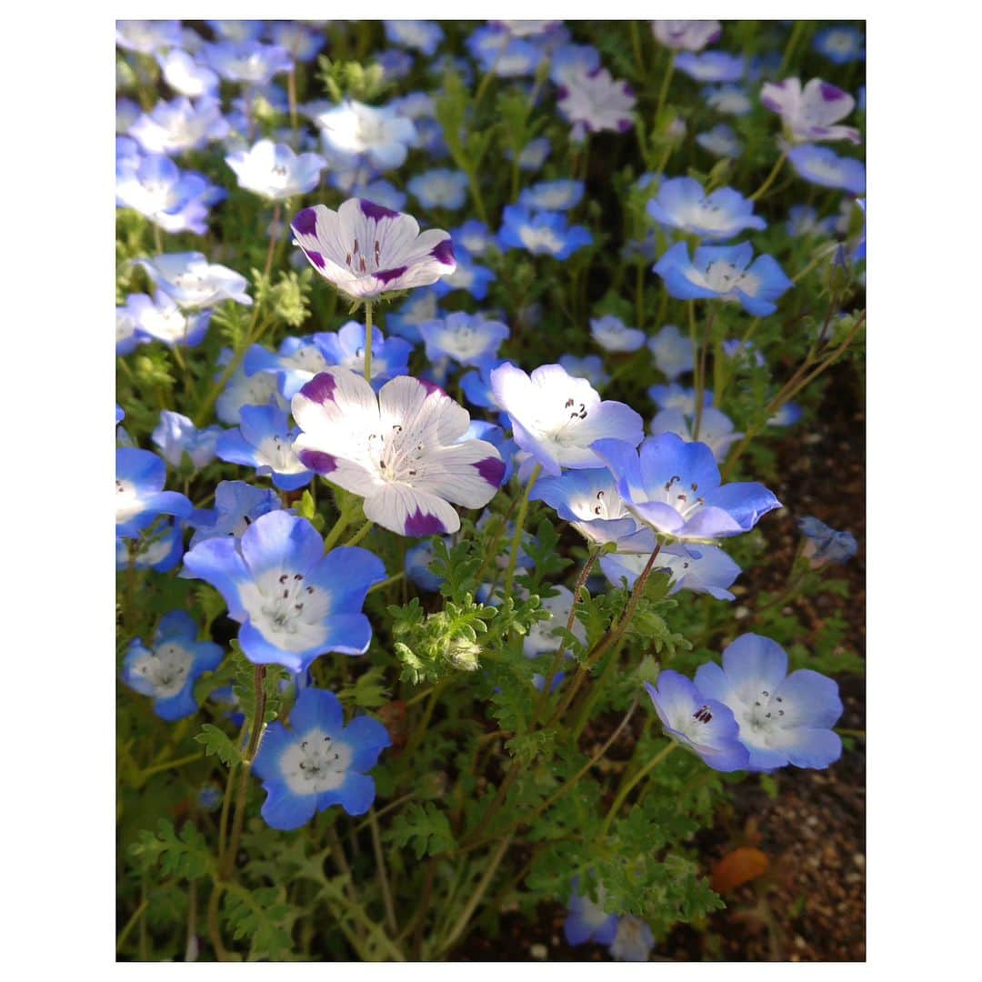 花村怜美のインスタグラム：「#ネモフィラ #瑠璃唐草 #花 #植物 #自然 #nemophila #menziesii #maculata #babyblueeyes #flower #flowers #flowerstagram #nature #plants #tokyo」