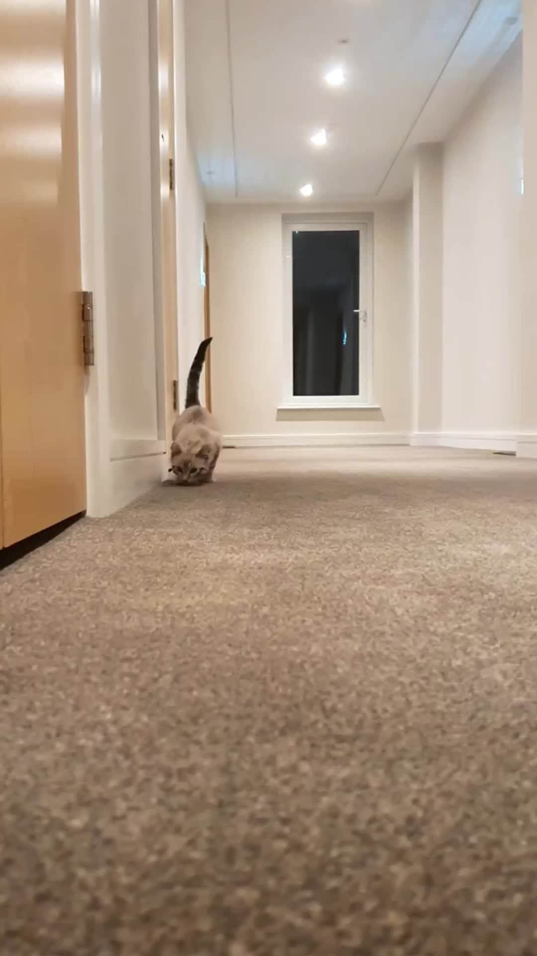 のインスタグラム：「From @ghost.the.keetso: "More tiny ghost.the.keetso exploring the hall! Do you love these big eyes?!" #catsofinstagram」
