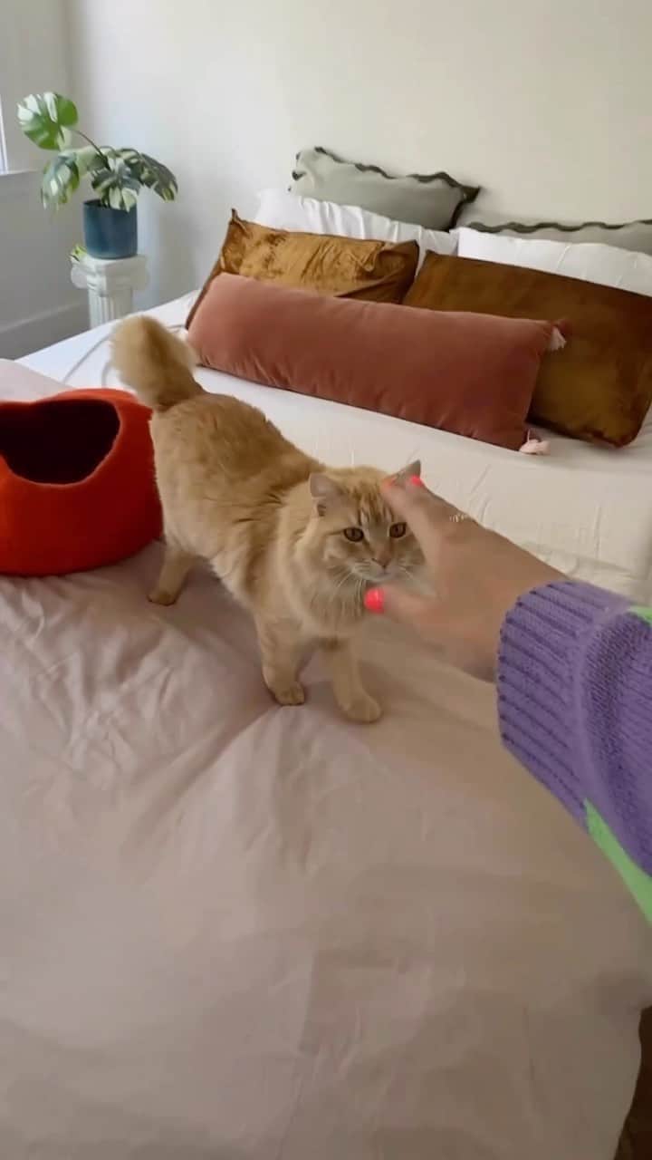 のインスタグラム：「From @taybeepboop: alert to all cat owners!! $5k and a litter box space makeover can be yours just enter the @tidycats contest! To celebrate the launch of tidy care comfort they’re working with @drewbarrymore to help make your litter box area have as much thought and care as the rest of your house. Pick up the new tidy care comfort and other items to make your house a home @walmart! ❤️ #tidycatspartner」