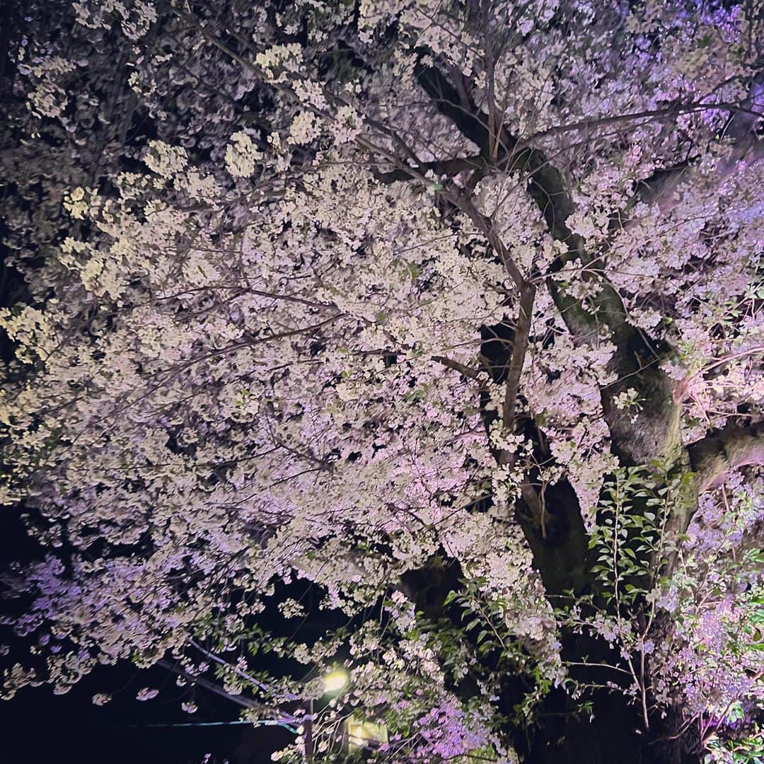 溝渕雄志のインスタグラム：「' My policy is to do things when others don't. I don't see anyone posting pictures of cherry blossoms anymore.  #itsbeenawhile」