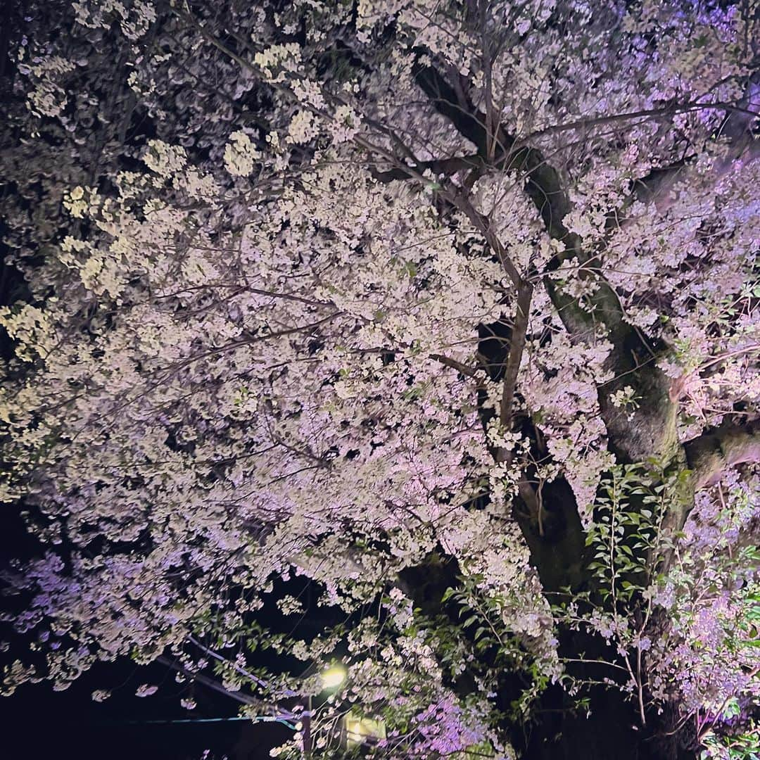 溝渕雄志さんのインスタグラム写真 - (溝渕雄志Instagram)「' My policy is to do things when others don't. I don't see anyone posting pictures of cherry blossoms anymore.  #itsbeenawhile」4月21日 0時25分 - yushi_mizobuchi