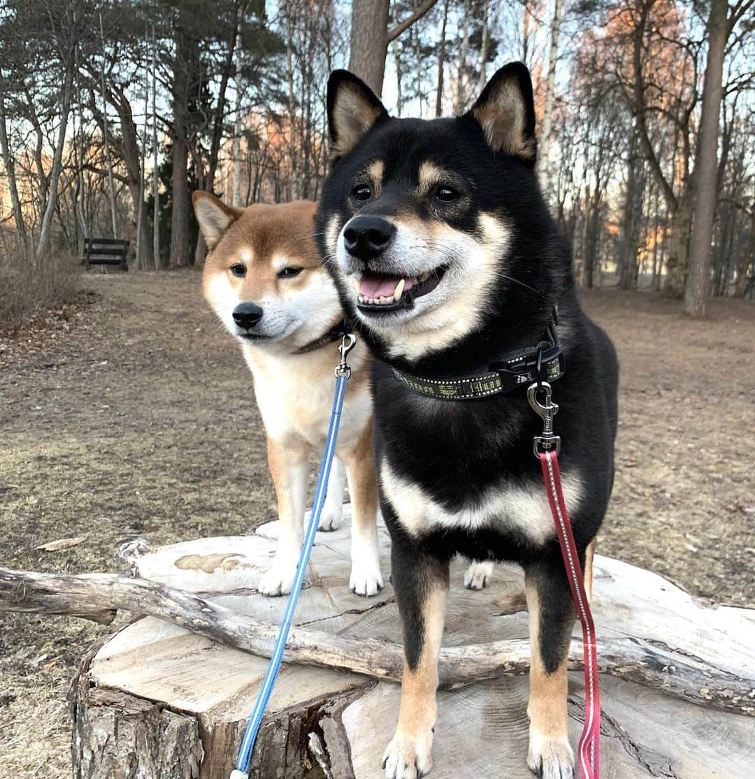 ?Fricko the Shiba Inu?のインスタグラム：「😒😝 🐾 #FrickoandKeaton #🐶 #shiba #shibainu #dog #柴犬 #赤柴 #黒柴  #adorable #shibalovers #shibaholics  #dogoftheday  #weeklyfluff #aww #dogstagram  #puppiesofinstagram #shibapuppy」