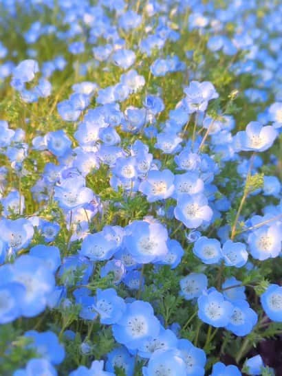 松山メアリのインスタグラム：「💙💙💙  #flowers  #ネモフィラ」