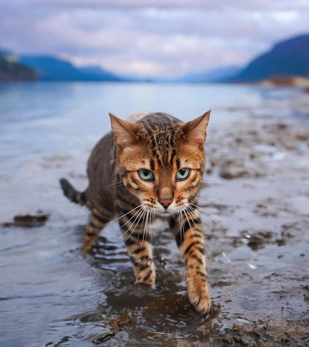 Bolt and Keelさんのインスタグラム写真 - (Bolt and KeelInstagram)「Meet Kazuki! 🍂 This adventure kitty has traveled to 42 states, 2 countries, and 42 national parks!🌄 @adventrapets ➡️ @kazuki_the_bengal  —————————————————— Follow @adventrapets to meet cute, brave and inspiring adventure pets from all over the world! 🌲🐶🐱🌲  • TAG US IN YOUR POSTS to get your little adventurer featured! #adventrapets ——————————————————」4月21日 0時43分 - adventrapets