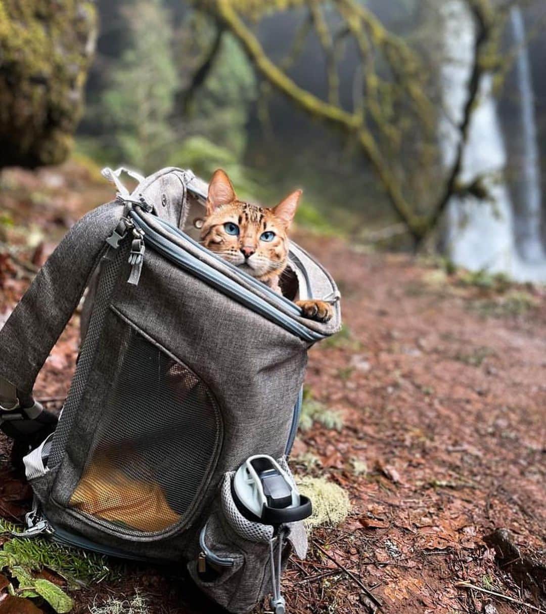 Bolt and Keelさんのインスタグラム写真 - (Bolt and KeelInstagram)「Meet Kazuki! 🍂 This adventure kitty has traveled to 42 states, 2 countries, and 42 national parks!🌄 @adventrapets ➡️ @kazuki_the_bengal  —————————————————— Follow @adventrapets to meet cute, brave and inspiring adventure pets from all over the world! 🌲🐶🐱🌲  • TAG US IN YOUR POSTS to get your little adventurer featured! #adventrapets ——————————————————」4月21日 0時43分 - adventrapets