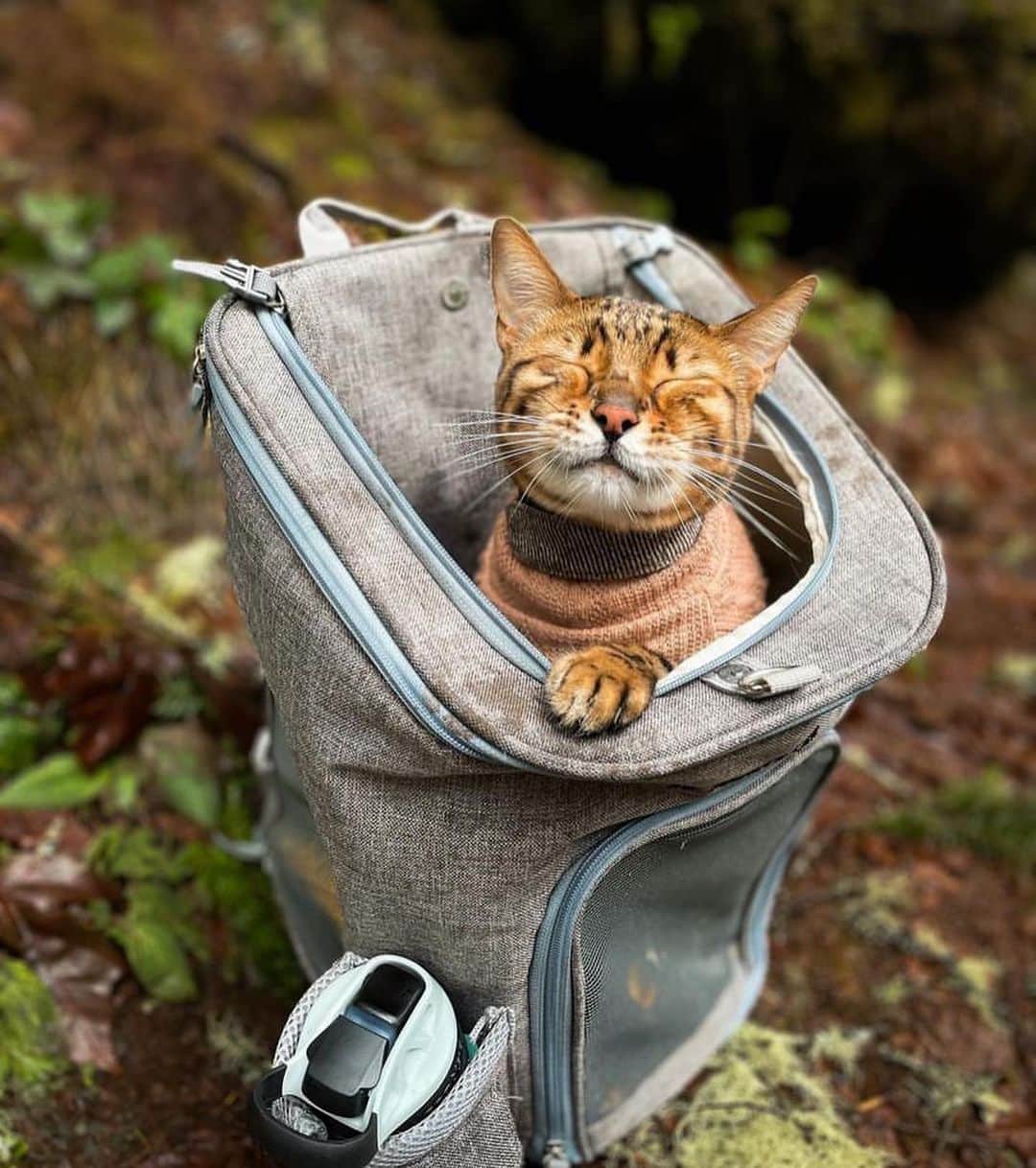Bolt and Keelのインスタグラム：「Meet Kazuki! 🍂 This adventure kitty has traveled to 42 states, 2 countries, and 42 national parks!🌄 @adventrapets ➡️ @kazuki_the_bengal  —————————————————— Follow @adventrapets to meet cute, brave and inspiring adventure pets from all over the world! 🌲🐶🐱🌲  • TAG US IN YOUR POSTS to get your little adventurer featured! #adventrapets ——————————————————」