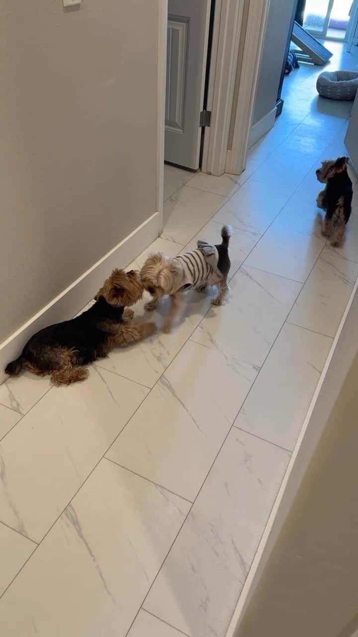 のインスタグラム：「Max 💭 Sorry bro.🥹 You’re on your own! 👋🏼 PS- We are going camping in our new RV this weekend with our pawrents! Make sure to follow our stories! 🚌🚙💨💨 #GoodLuckBro #OnYourOwn #BullySister #SheIsABully #PlayfulDogs #PlayfulPuppies #HoneyBuns #Tomboy #HappyAlmostFriday #MyLoves💕」
