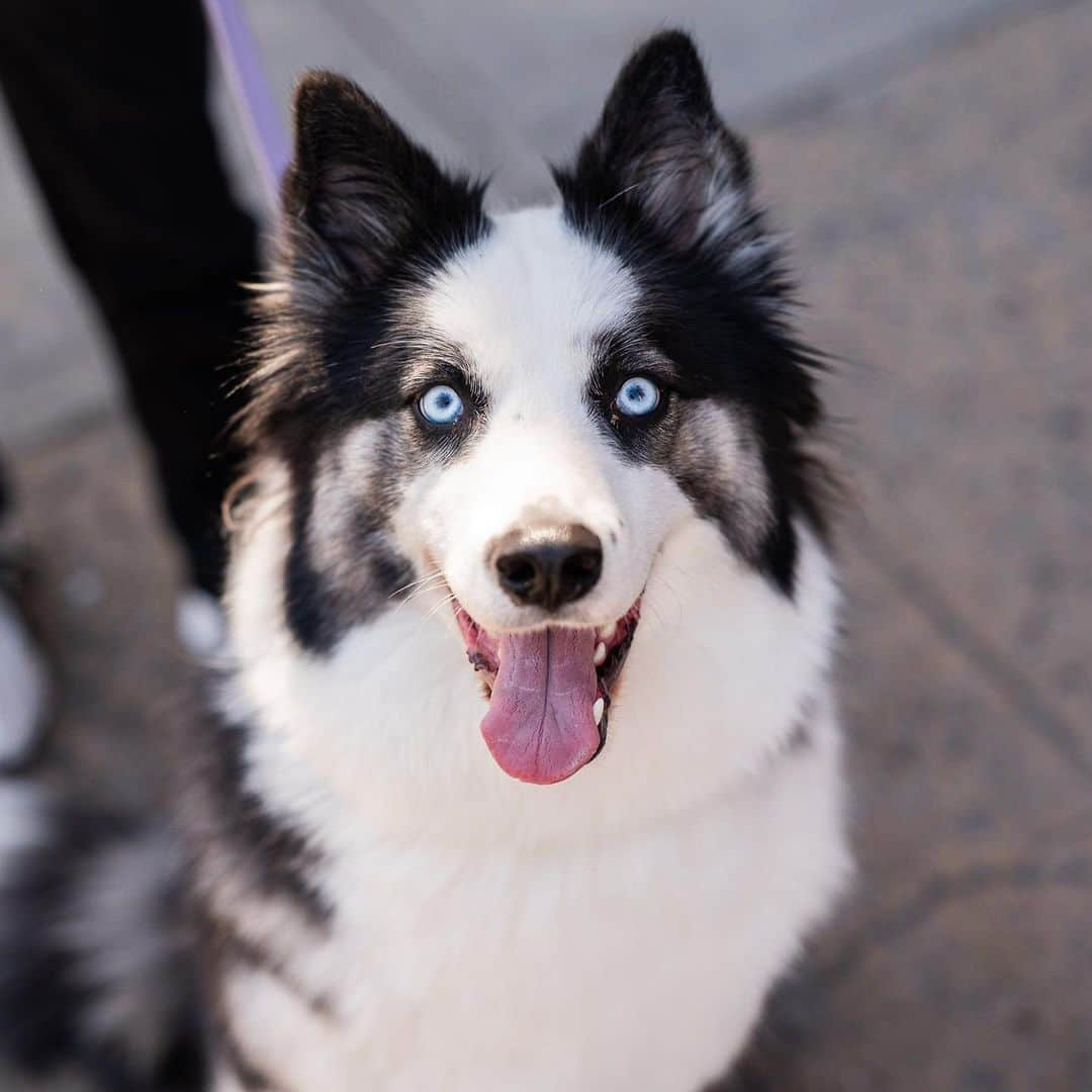 The Dogistさんのインスタグラム写真 - (The DogistInstagram)「Latke, Yakutian Laika (2 y/o), 8th & Ave A, New York, NY • “She always rolls over on her back for belly rubs. She only goes to the bathroom in the front yard. She’ll put her paw on you for attention, but is very patient with her requests.” @latke_thelaika」4月21日 0時49分 - thedogist