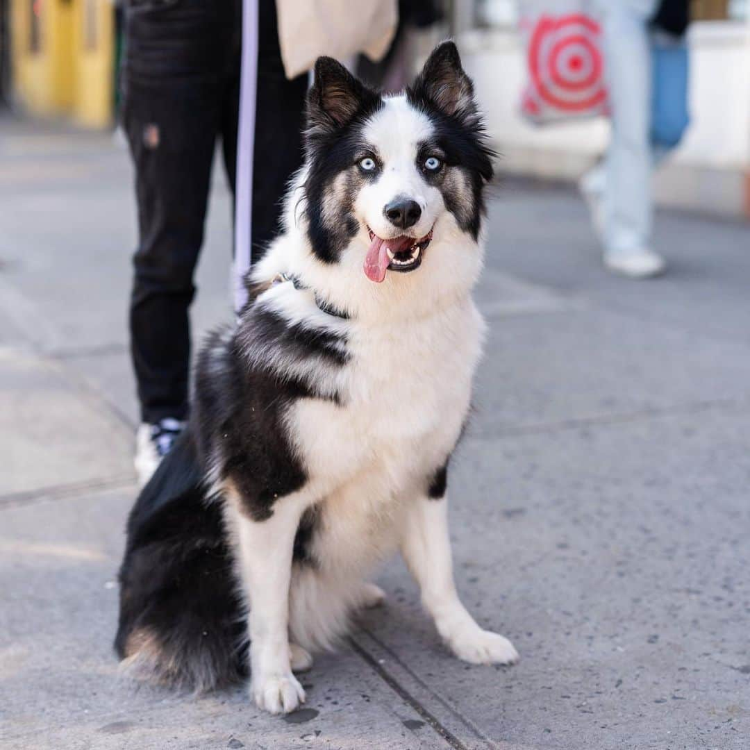 The Dogistさんのインスタグラム写真 - (The DogistInstagram)「Latke, Yakutian Laika (2 y/o), 8th & Ave A, New York, NY • “She always rolls over on her back for belly rubs. She only goes to the bathroom in the front yard. She’ll put her paw on you for attention, but is very patient with her requests.” @latke_thelaika」4月21日 0時49分 - thedogist