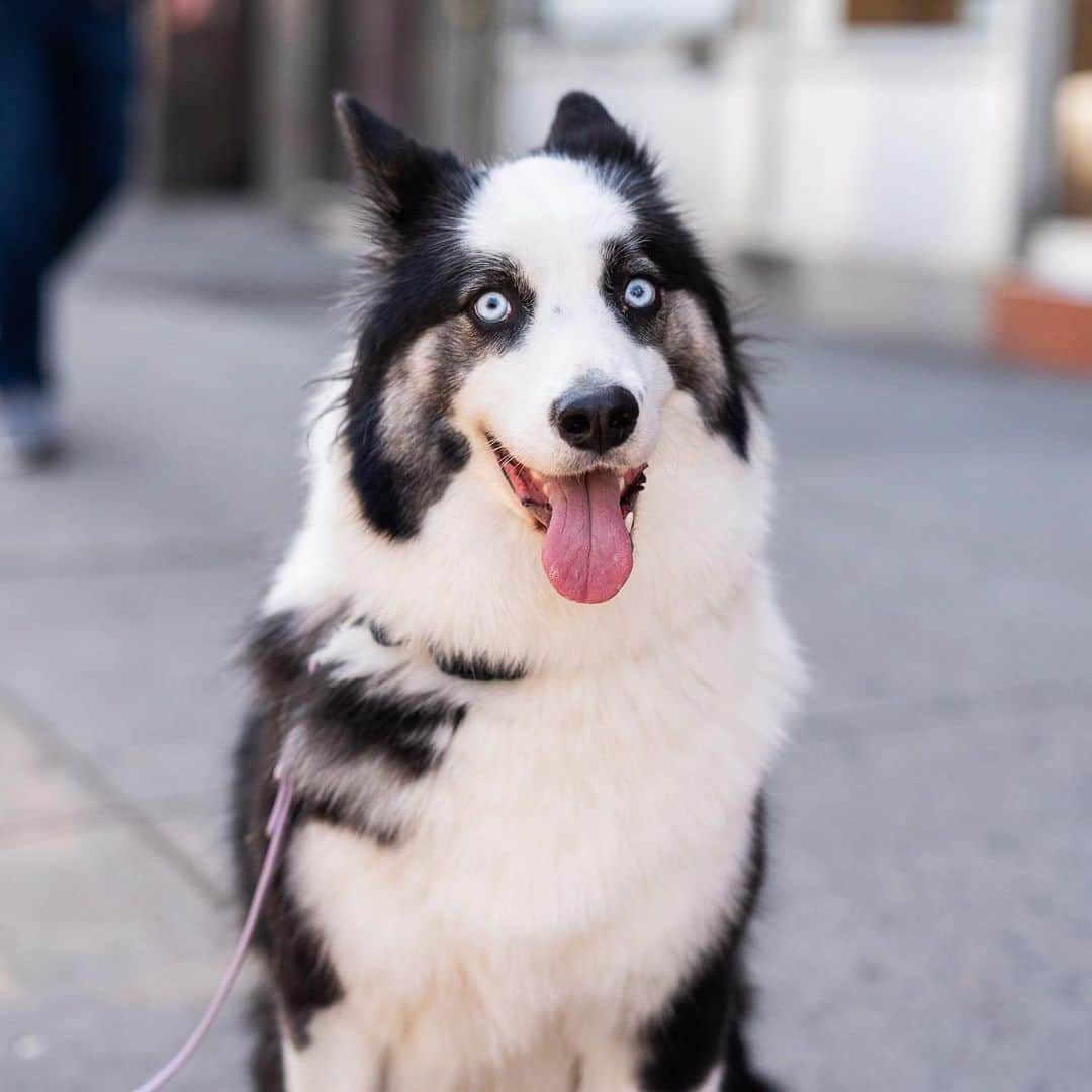 The Dogistさんのインスタグラム写真 - (The DogistInstagram)「Latke, Yakutian Laika (2 y/o), 8th & Ave A, New York, NY • “She always rolls over on her back for belly rubs. She only goes to the bathroom in the front yard. She’ll put her paw on you for attention, but is very patient with her requests.” @latke_thelaika」4月21日 0時49分 - thedogist