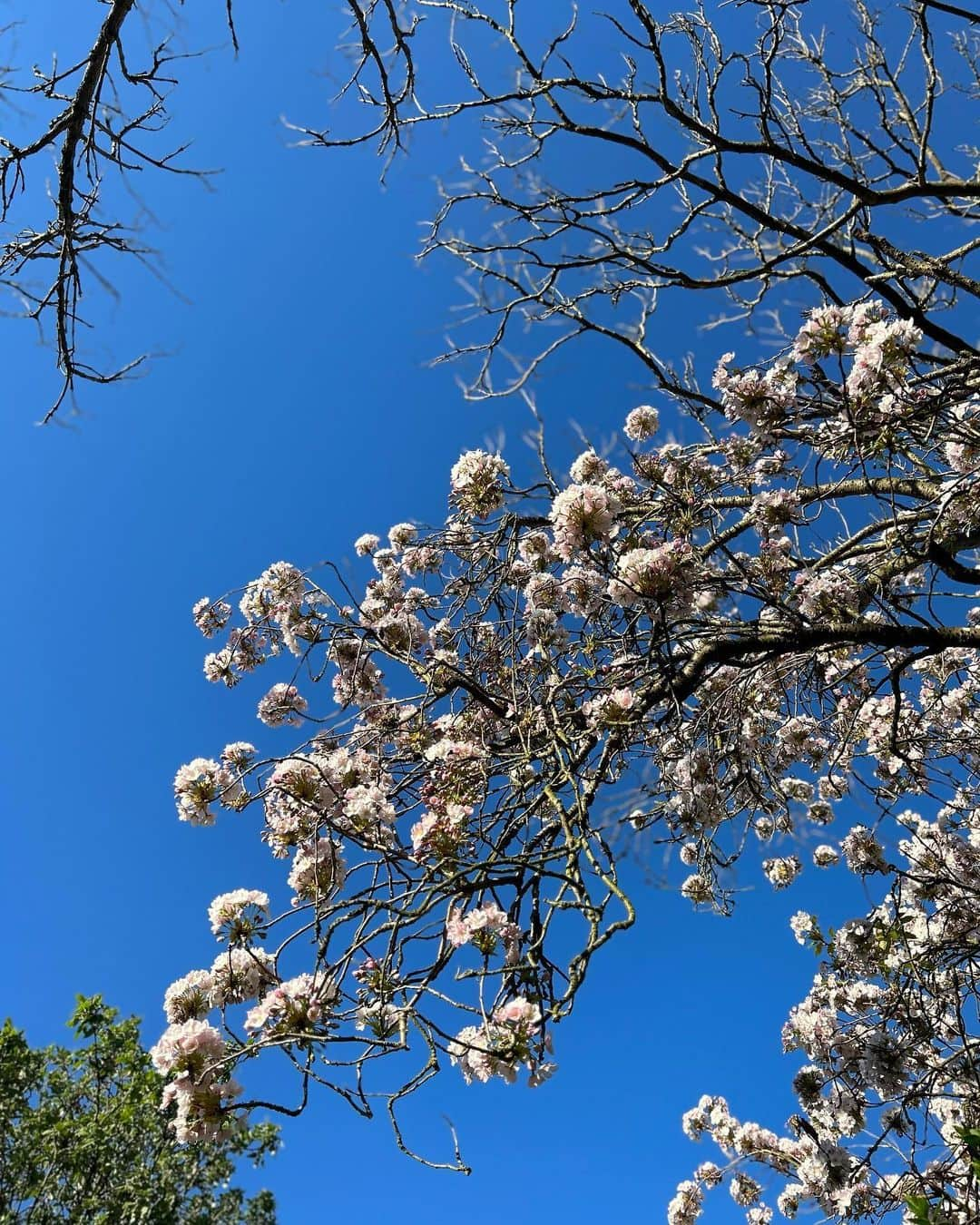 デイジー・ロウさんのインスタグラム写真 - (デイジー・ロウInstagram)「Postcards from the newborn bubble that are soothing my soul no end 💗🫧  Ivy cuddles 🥹💗 Chasing the sunshine, blue skies and blossom 🌸 Placenta encapsulation from  @birthbetter_withelona 🪩 My first time baking as a mumma 💗」4月21日 1時01分 - daisylowe