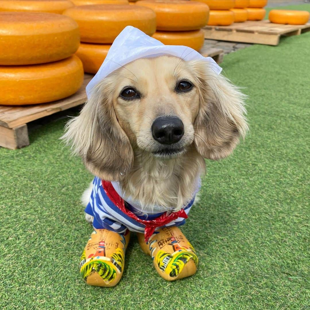 Crusoe the Celebrity Dachshundさんのインスタグラム写真 - (Crusoe the Celebrity DachshundInstagram)「“We went to Gouda and we bought all the cheese. There’s none left. Sorry.” ~ Crusoe/Daphne」4月21日 1時08分 - crusoe_dachshund