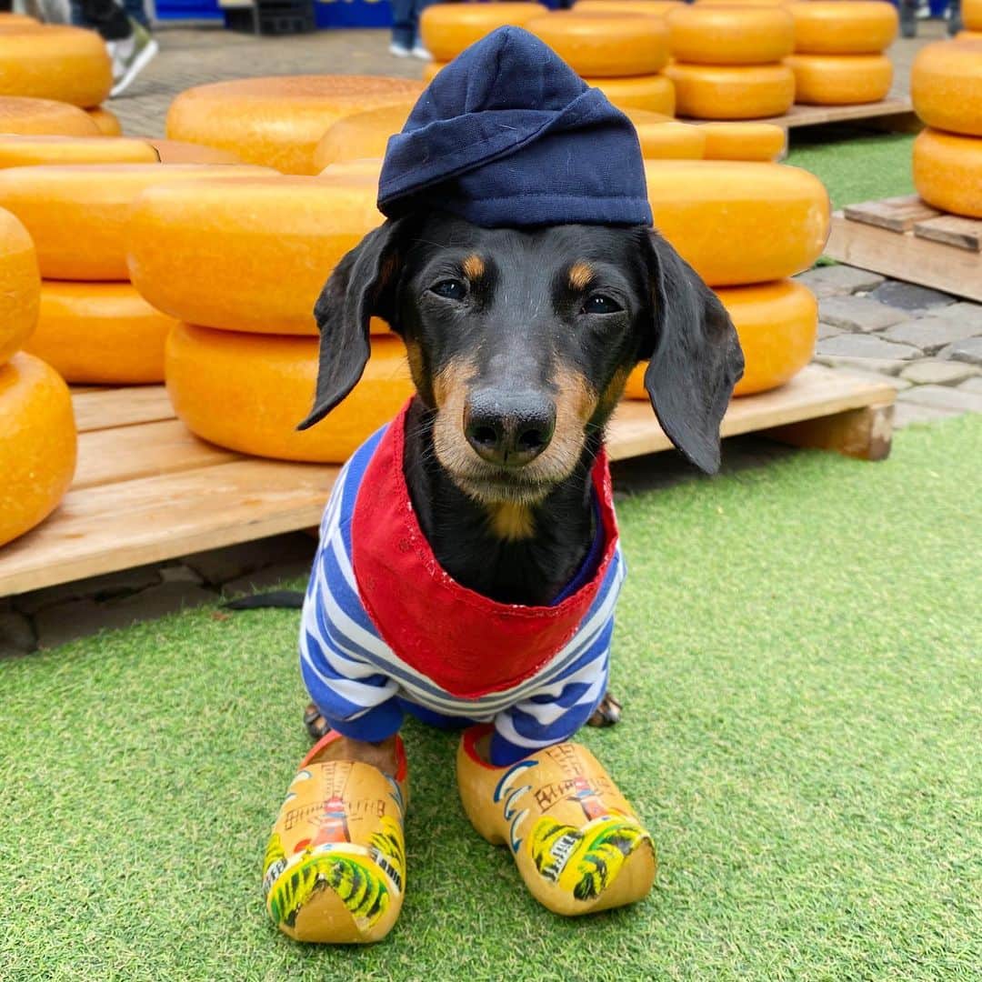 Crusoe the Celebrity Dachshundのインスタグラム：「“We went to Gouda and we bought all the cheese. There’s none left. Sorry.” ~ Crusoe/Daphne」
