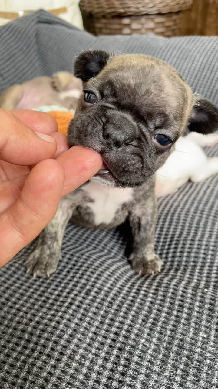 Regeneratti&Oliveira Kennelのインスタグラム：「Little pupper’s bark echoes in our hearts! 💖🎵」