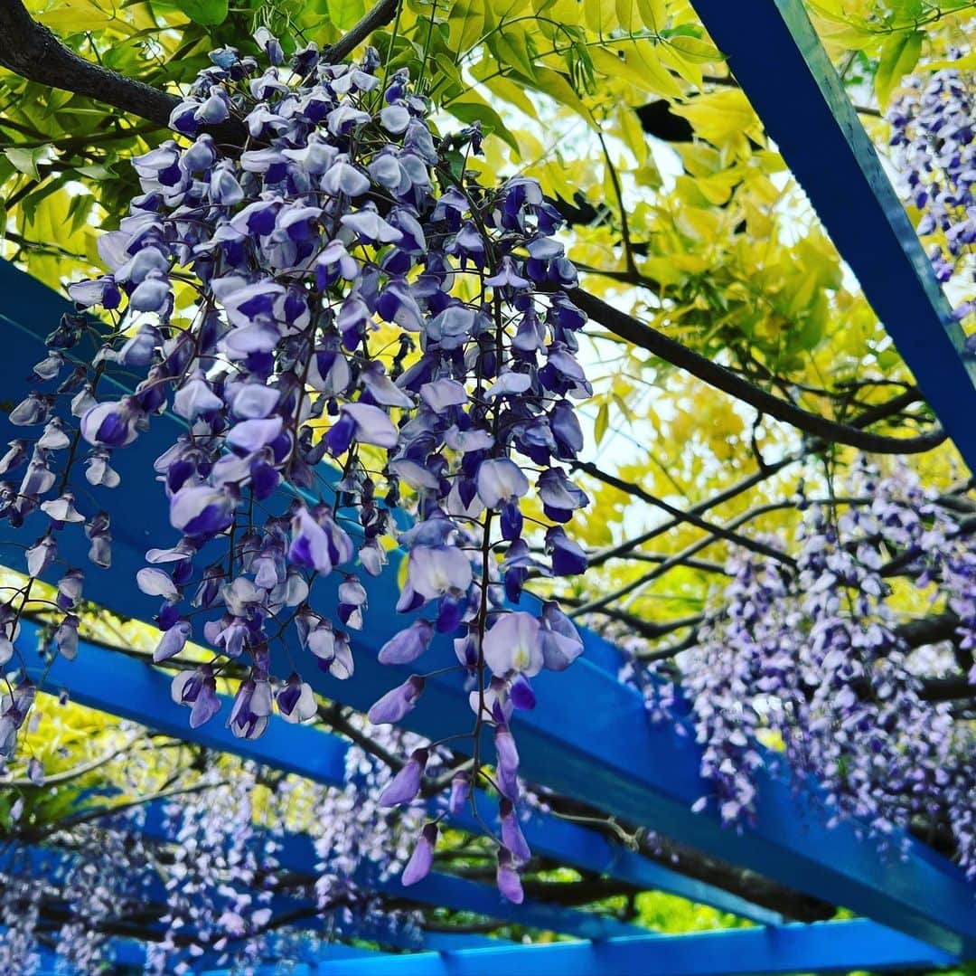 小林 ディスカスさんのインスタグラム写真 - (小林 ディスカスInstagram)「藤の花。 そして、藤棚。  昔から好きだけど、 #胡蝶しのぶ  のお陰で、 近年、より好きになりました！🙋🏼‍♂️  紫って、 高貴で好きな色の一つです！  #tokyo #japan #fashion #beauty #東京ライフ #flower #藤 #藤の花 #蟲柱 #鬼滅の刃」4月21日 1時19分 - discus_kobayashi