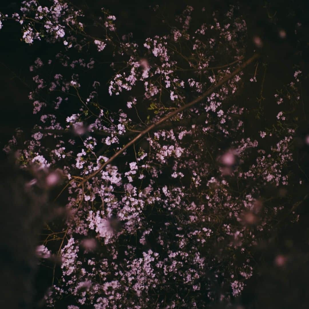 Johnstonsさんのインスタグラム写真 - (JohnstonsInstagram)「Our partners in Japan captured these stunning images of Sakura - Cherry Blossom trees - in Tokyo this month. Hanami, or viewing season, is the centuries-old practice of eating and drinking under a blooming Sakura before the flowers fall, usually only a week or two after they flourish. Celebrating the brief period of blossom is a reminder to cherish the present moment and appreciate the beauty around us.⁣ ⁣ ⁣ ⁣ ⁣ ⁣ ⁣ #JohnstonsOfElgin #Johnstons #Japan #CherryBlossom #CherryBlossoms #CherryBlossomFestival #CherryBlossomSeason #CherryBlossomTree #CherryBlossomJapan #Sakura #Hanami」4月21日 1時20分 - johnstonsofelgin