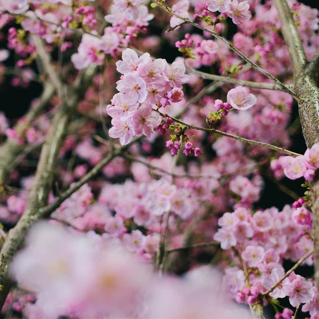 Johnstonsさんのインスタグラム写真 - (JohnstonsInstagram)「Our partners in Japan captured these stunning images of Sakura - Cherry Blossom trees - in Tokyo this month. Hanami, or viewing season, is the centuries-old practice of eating and drinking under a blooming Sakura before the flowers fall, usually only a week or two after they flourish. Celebrating the brief period of blossom is a reminder to cherish the present moment and appreciate the beauty around us.⁣ ⁣ ⁣ ⁣ ⁣ ⁣ ⁣ #JohnstonsOfElgin #Johnstons #Japan #CherryBlossom #CherryBlossoms #CherryBlossomFestival #CherryBlossomSeason #CherryBlossomTree #CherryBlossomJapan #Sakura #Hanami」4月21日 1時20分 - johnstonsofelgin