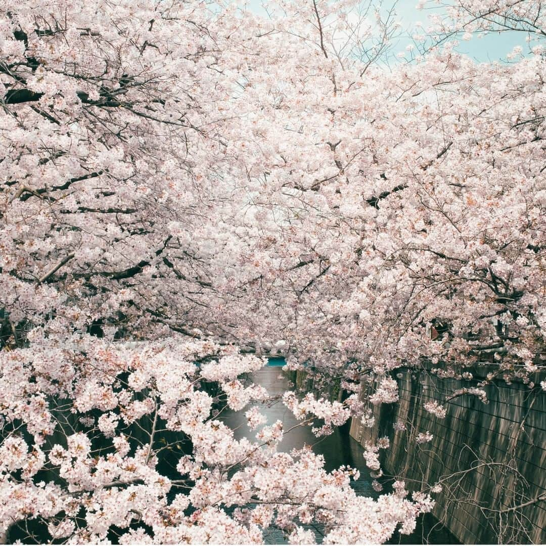 Johnstonsさんのインスタグラム写真 - (JohnstonsInstagram)「Our partners in Japan captured these stunning images of Sakura - Cherry Blossom trees - in Tokyo this month. Hanami, or viewing season, is the centuries-old practice of eating and drinking under a blooming Sakura before the flowers fall, usually only a week or two after they flourish. Celebrating the brief period of blossom is a reminder to cherish the present moment and appreciate the beauty around us.⁣ ⁣ ⁣ ⁣ ⁣ ⁣ ⁣ #JohnstonsOfElgin #Johnstons #Japan #CherryBlossom #CherryBlossoms #CherryBlossomFestival #CherryBlossomSeason #CherryBlossomTree #CherryBlossomJapan #Sakura #Hanami」4月21日 1時20分 - johnstonsofelgin