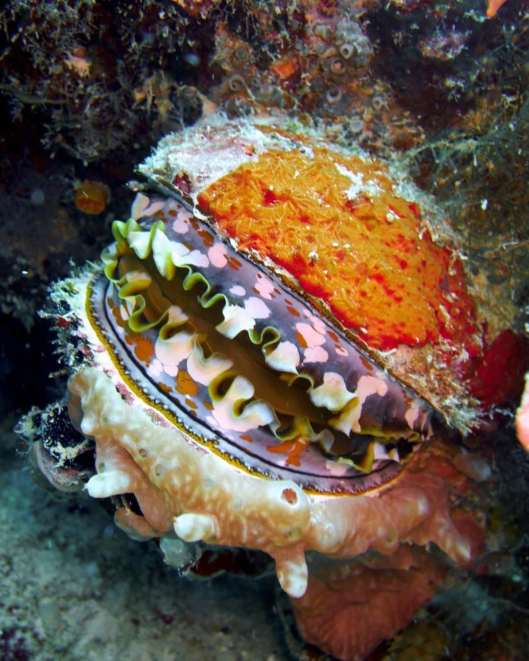 アメリカ自然史博物館のインスタグラム：「Imagine an oyster, but giant… and thorny. Meet the giant thorny oyster (Spondylus varius)! Found in the Indo-Pacific ocean, this large bivalve mollusk can grow up to 7.9 in (20 cm) in size. Like other bivalves, including clams and mussels, it’s a filter feeder that sucks up water and siphons out microorganisms to eat. During this process, oysters remove pollutants from their environment, including excess nitrogen. In fact, oysters are such efficient natural filters that individuals from some species can clean up to 50 gallons of water in a single day!  To learn more about the power of oysters, join us at the Museum for EarthFest! Meet team members from The @billionoyster Project, a group dedicated to restoring oyster reefs to New York Harbor. Hands-on activities will include the chance to see one of their oyster tanks! For details, see the link in our bio.   Photo: rowanwattpringle, CC BY-NC 4.0, iNaturalist  #marinebiology #science #underwater #marineanimals #wildlifephotography」