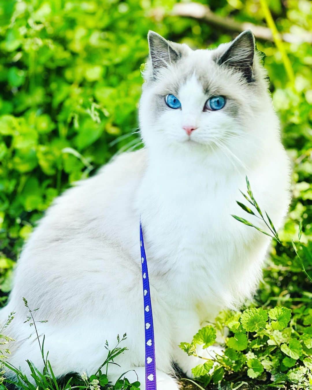 チャン・リーメイのインスタグラム：「美しす〜ぎて✨  ルル💕  日光の下で見ると  ブルーの瞳に  見惚れてしまう✨  体重は現在4．8キロ💖  もう少し大きくなるのかな〜。  最後の動画は鳥のさえずりと共に🕊  #ラグドール #ブルーポイントバイカラー #ragdollcat #beautifulcat #猫の美しさ #犬と猫の生活 #猫とピクニック」