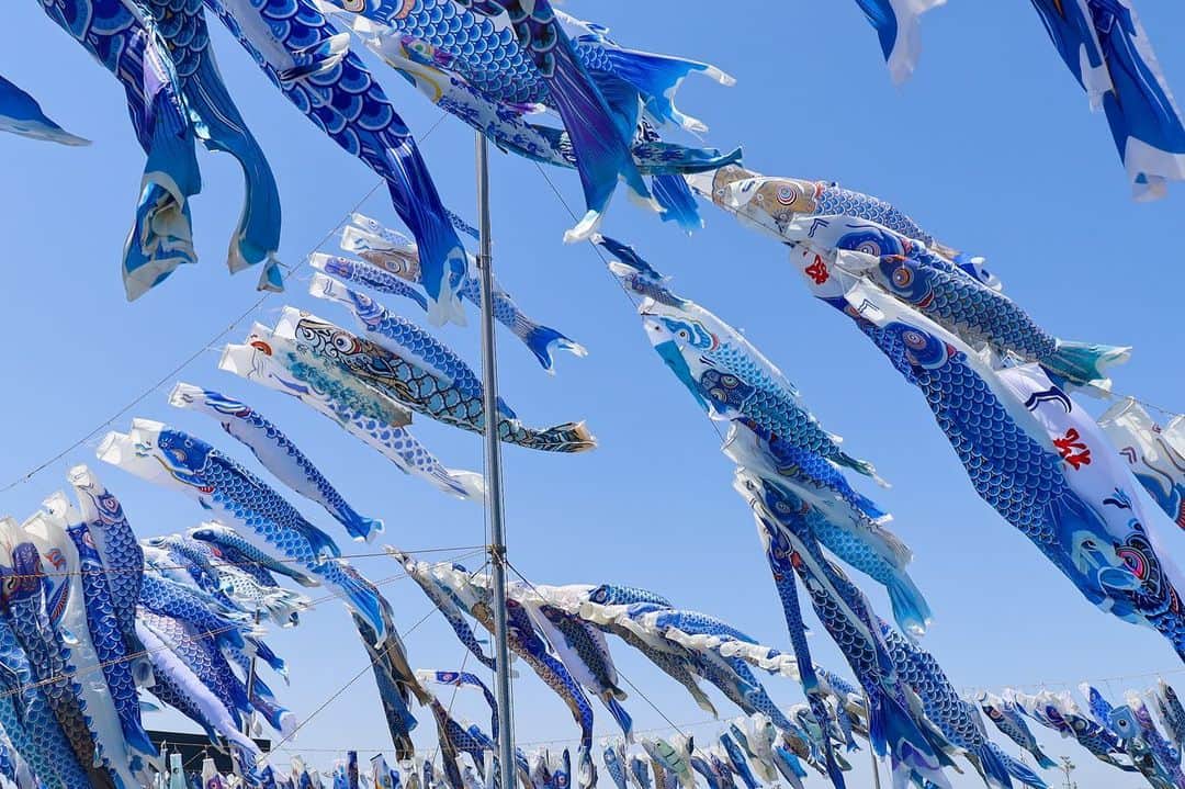 宮城県観光課さんのインスタグラム写真 - (宮城県観光課Instagram)「他の投稿はこちらから.ᐟ  今回は、東松島市で5月5日に開催される青い鯉のぼりまつりをご紹介  【青い鯉のぼりまつり】 東松島市で2011年から毎年続く、「青い鯉のぼりプロジェクト」をご存知でしょうか？ 3.11で犠牲となった子ども達への鎮魂の祈り、そして、生きている子ども達の健やかな未来へ願いを込めて、毎年全国から寄せられた青い鯉のぼりを空に揚げるプロジェクトです。  発足のきっかけは、プロジェクトの代表を務める伊藤さんの、ご家族への想いでした。 東日本大震災による津波で、5歳の弟を含む４人のご家族を亡くされた伊藤健人さん。行方不明のご家族を探し瓦礫をかき分ける中で、弟が大好きだった青い鯉のぼりを見つけました。そして、天国にいる弟や、行方不明となったご家族への想いを胸に、自宅の在ったあたりに鯉のぼりを天高く揚げたそうです。  それから、全国から沢山の応援が集まり、毎年続くプロジェクトとなりました。 今年も来たる5月5日に、矢本海浜緑地公園パークゴルフ場駐車場隣接地にて、青い鯉のぼりまつりが開催されます。  今回ご紹介したお出かけスポットについてもっと知りたい方は、 「ここ好き宮城」とコメントしてみてくださいね💬 チャットボットがDMで詳細情報をお届けします。 ※ご連絡が届かない場合は、DMの受信設定をご確認ください。  #ここ好き宮城 #笑顔咲くたび伊達な旅 #観光 #東松島 #宮城 #miyagi #有り触れた未来 #ひがしまつしまじかん #大曲 #青い鯉のぼり #青い鯉のぼりプロジェクト #鯉のぼり #空 #魚 #higashimatsushima #japan #koinobori  #koifish #sky #blue」5月2日 19時00分 - miyagi_pref_kankou
