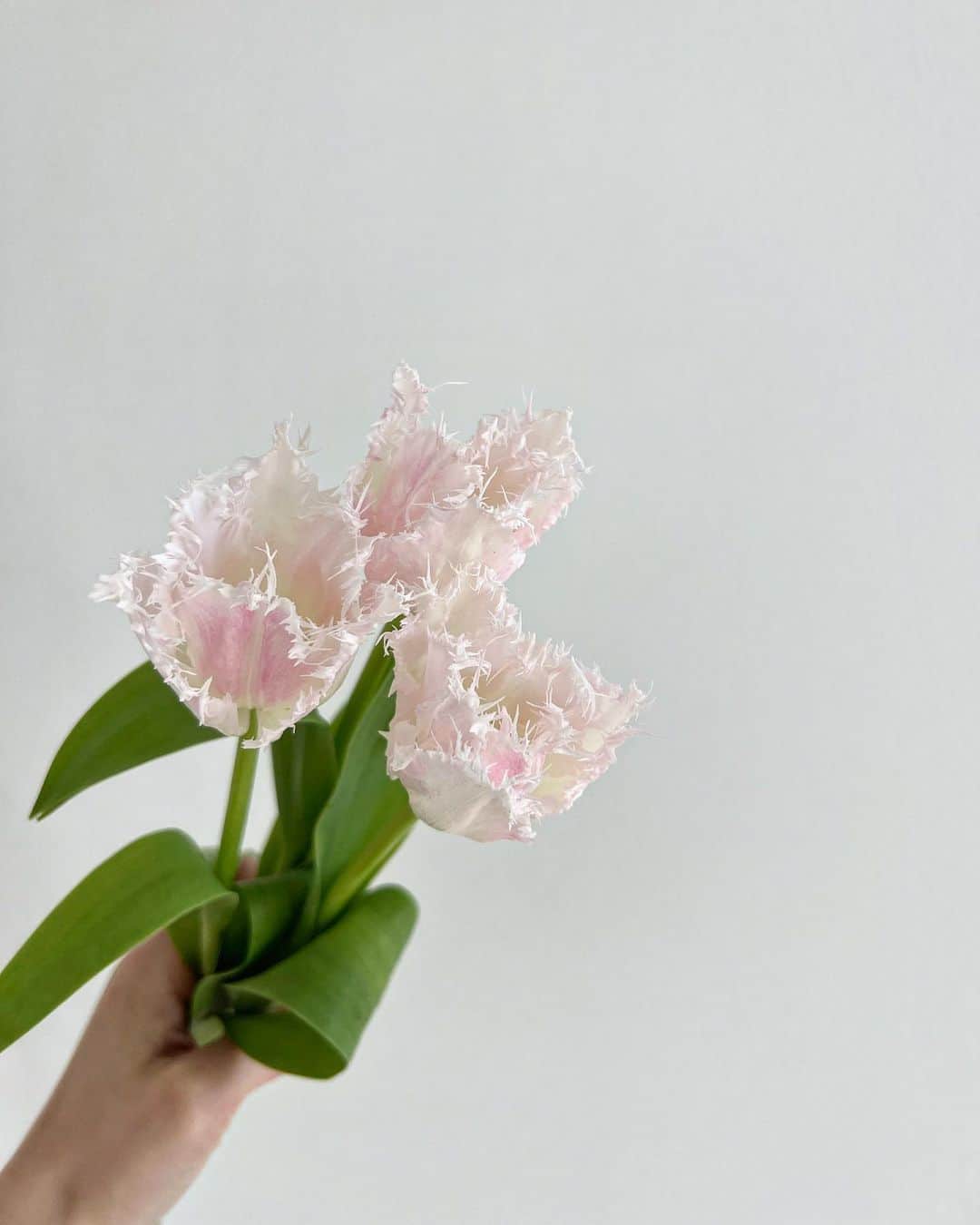 のインスタグラム：「♡  可愛い🌷  #チューリップ」