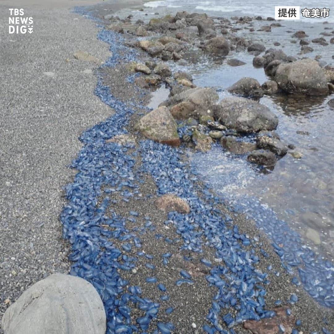 TBS NEWSさんのインスタグラム写真 - (TBS NEWSInstagram)「大量漂着した“青い物体”… その正体は？  まもなく迎える海水浴シーズン。海岸できれいな青い物体を見たら注意が必要です。  奄美大島に大量漂着したのは「カツオノカンムリ」 強い毒をもつ“クラゲの仲間”なんです。  何度も刺されると、アナフィラキシーショックを引き起こすことも…  ･･─･･─･･─･･─･･─･･─･･─･･─･･─･･─･･─･･  続きはNEWS DIGで！👀 https://newsdig.tbs.co.jp/articles/-/443834  👉検索ワードは「DIG カツオノカンムリ」  ･･─･･─･･─･･─･･─･･─･･─･･─･･─･･─･･─･･  #newsdig #tbs #news #ニュース  #奄美大島 #カツオノカンムリ #海 #クラゲ」4月20日 20時00分 - tbsnews_insta