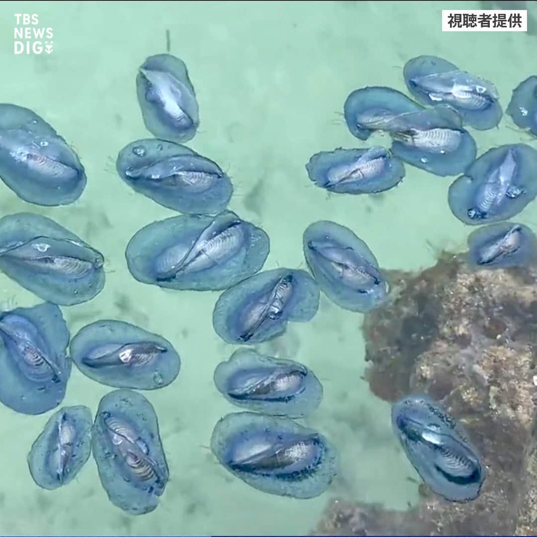 TBS NEWSさんのインスタグラム写真 - (TBS NEWSInstagram)「大量漂着した“青い物体”… その正体は？  まもなく迎える海水浴シーズン。海岸できれいな青い物体を見たら注意が必要です。  奄美大島に大量漂着したのは「カツオノカンムリ」 強い毒をもつ“クラゲの仲間”なんです。  何度も刺されると、アナフィラキシーショックを引き起こすことも…  ･･─･･─･･─･･─･･─･･─･･─･･─･･─･･─･･─･･  続きはNEWS DIGで！👀 https://newsdig.tbs.co.jp/articles/-/443834  👉検索ワードは「DIG カツオノカンムリ」  ･･─･･─･･─･･─･･─･･─･･─･･─･･─･･─･･─･･  #newsdig #tbs #news #ニュース  #奄美大島 #カツオノカンムリ #海 #クラゲ」4月20日 20時00分 - tbsnews_insta